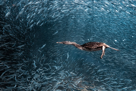 Picture of the Week: Galápagos flightless cormorant, hunting